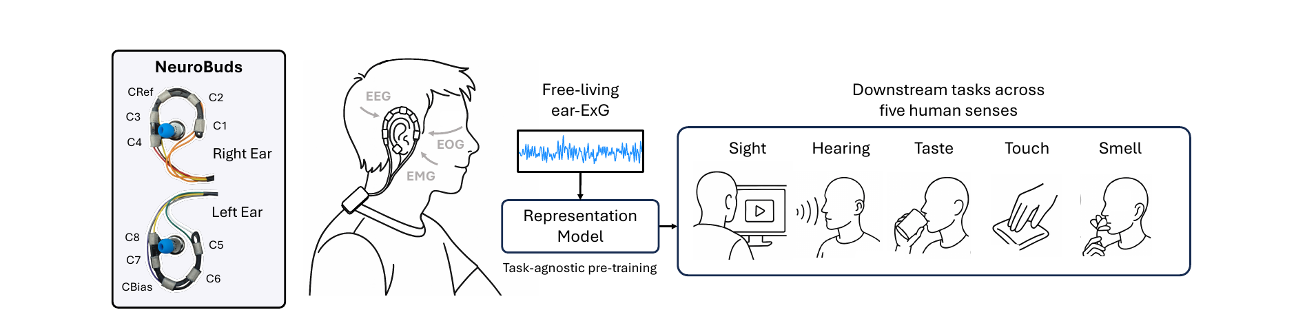 NeuroBuds earphone-based ExG sensing: free-living ear-ExG feeds a task-agnostic representation model evaluated across five human senses
